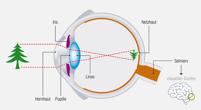 Verschiedene Teile des Auges