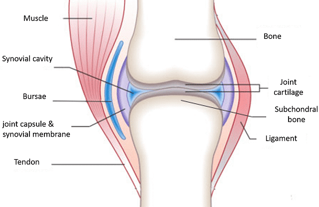 Joint cartilage