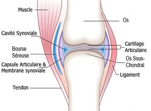 Cartilage articulaire