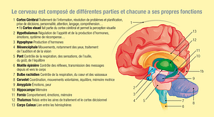 Différentes parties du cerveau