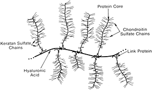 Proteoglykan