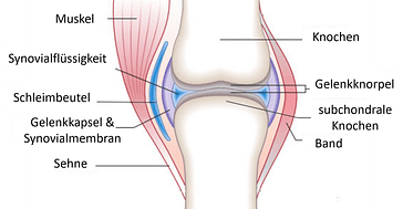 Knorpel in den Gelenken